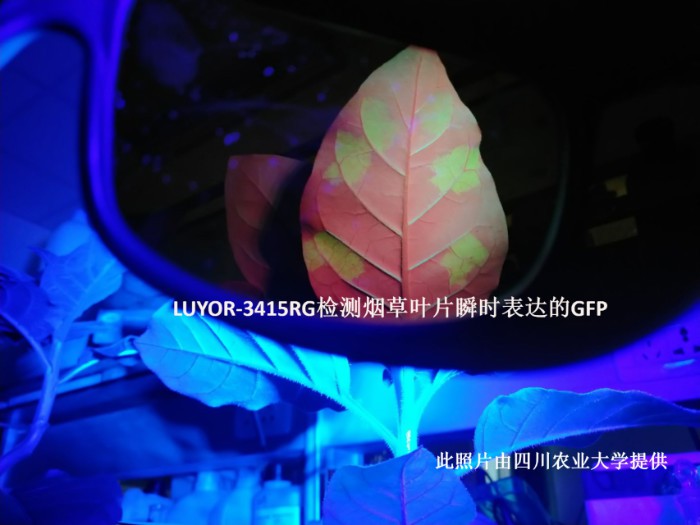 LUYOR-3415RG照射煙草葉片中的GFP瞬時表達(dá)