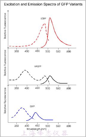 GFP變體的激發(fā)波長和發(fā)射波長數據