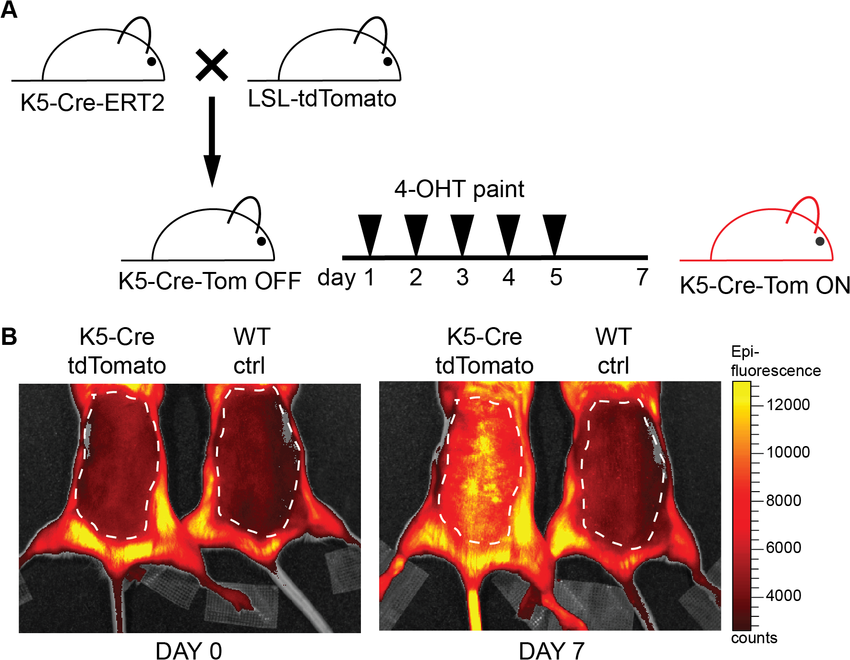 TdTomato-is-expressed-in-the-skin-upon-crossing-of-the-reporter-mice-with-a-K5-Cre-ERT2.png
