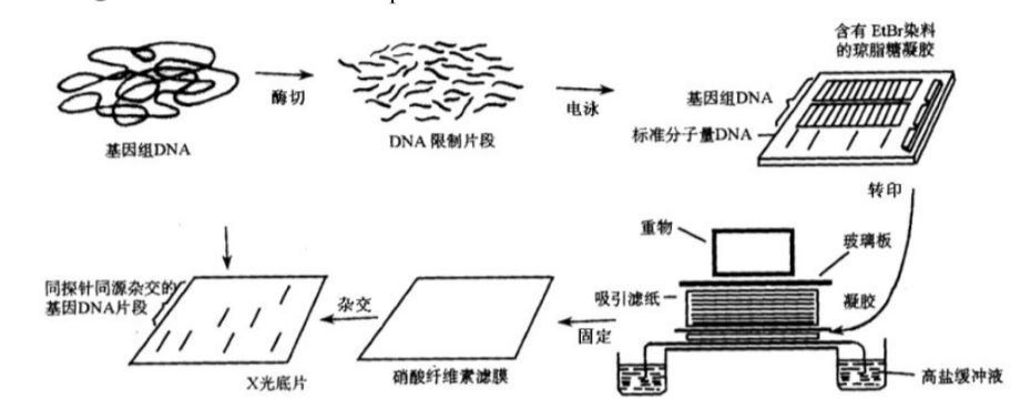 Southern印跡雜交技術